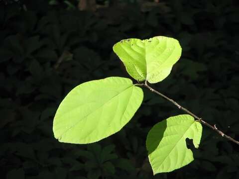 Imagem de Sinowilsonia henryi Hemsl.