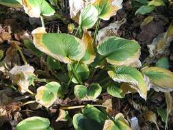 Imagem de Hosta sieboldiana var. sieboldiana