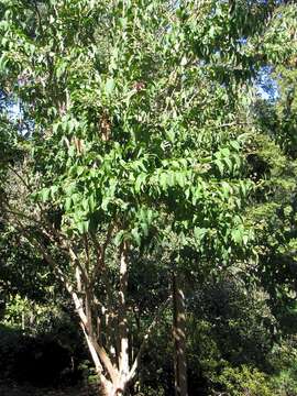 Image of Heptacodium