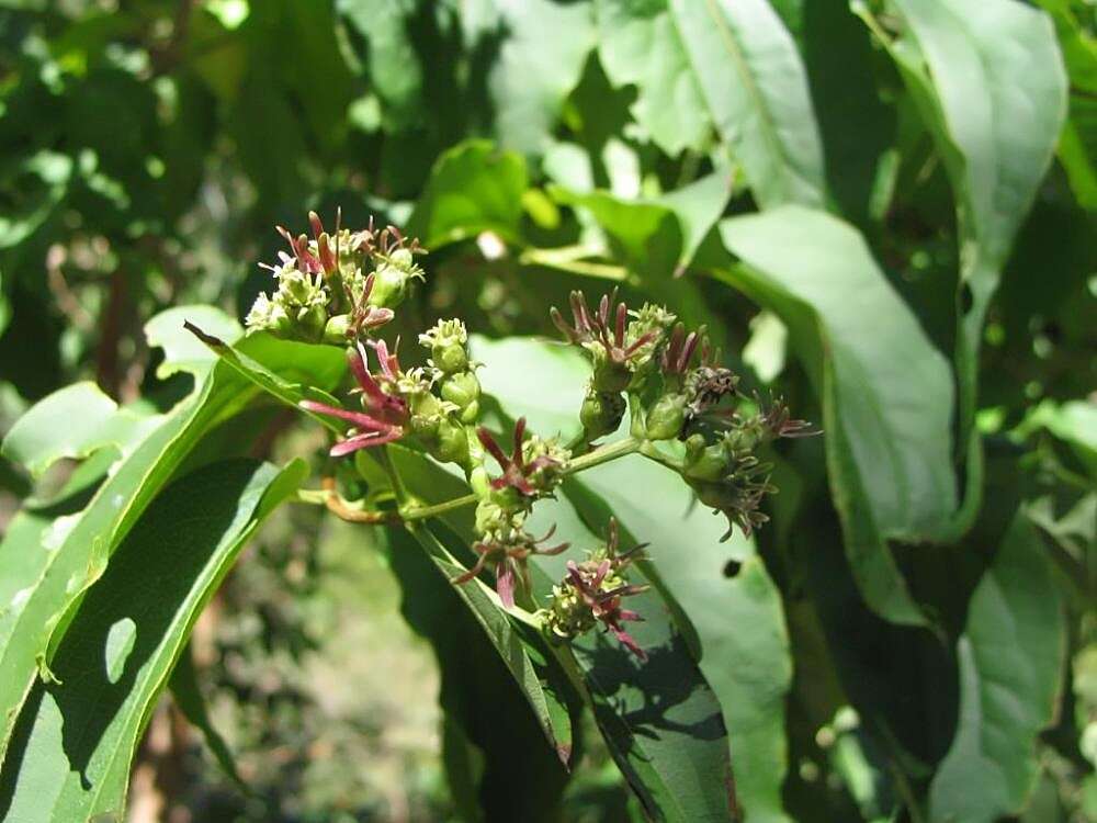 Image of Heptacodium