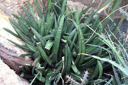 Image of Gasteria batesiana G. D. Rowley