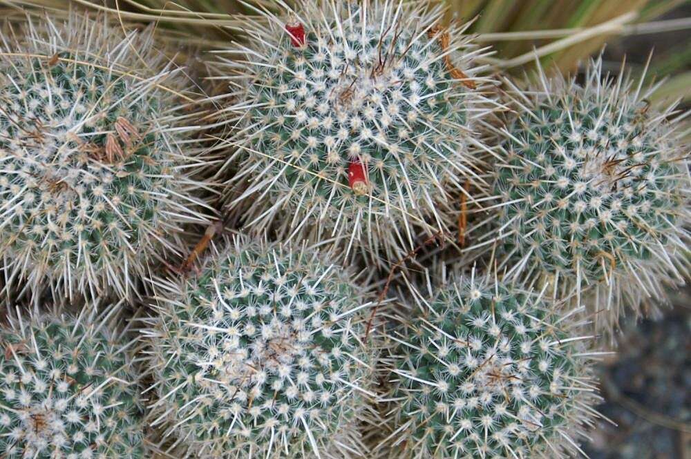 Image of Owl's eye cactus