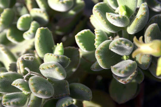 Image of Cotyledon tomentosa Harv.