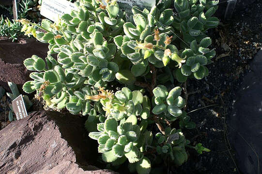 Image of Cotyledon tomentosa Harv.