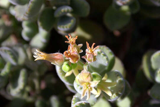 Image of Cotyledon tomentosa Harv.