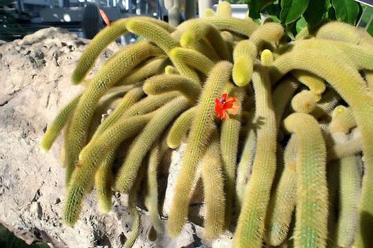 صورة Cleistocactus winteri D. R. Hunt