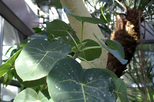 Image of Ficus petiolaris Kunth