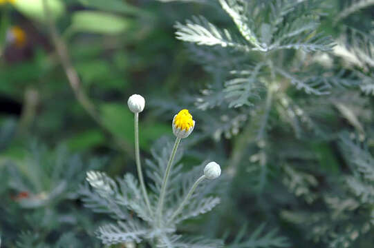 Imagem de Euryops pectinatus (L.) Cass.