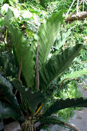 Image of Anthurium eggersii Engl.