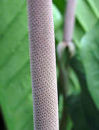 Image of Anthurium eggersii Engl.