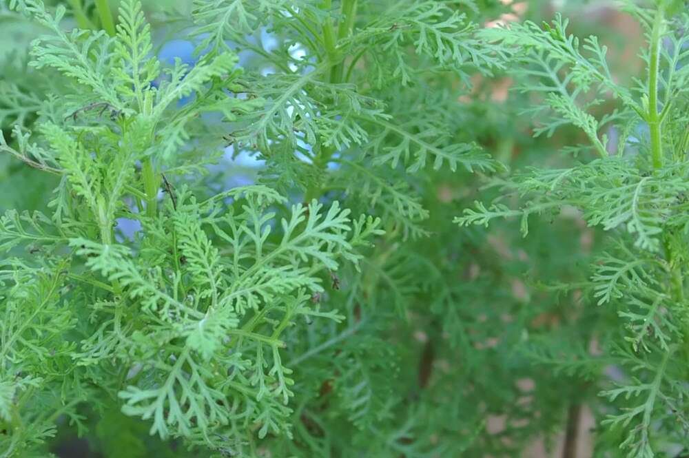 Plancia ëd Lavandula pinnata Lundmark