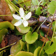 Image of largeleaf grass of Parnassus