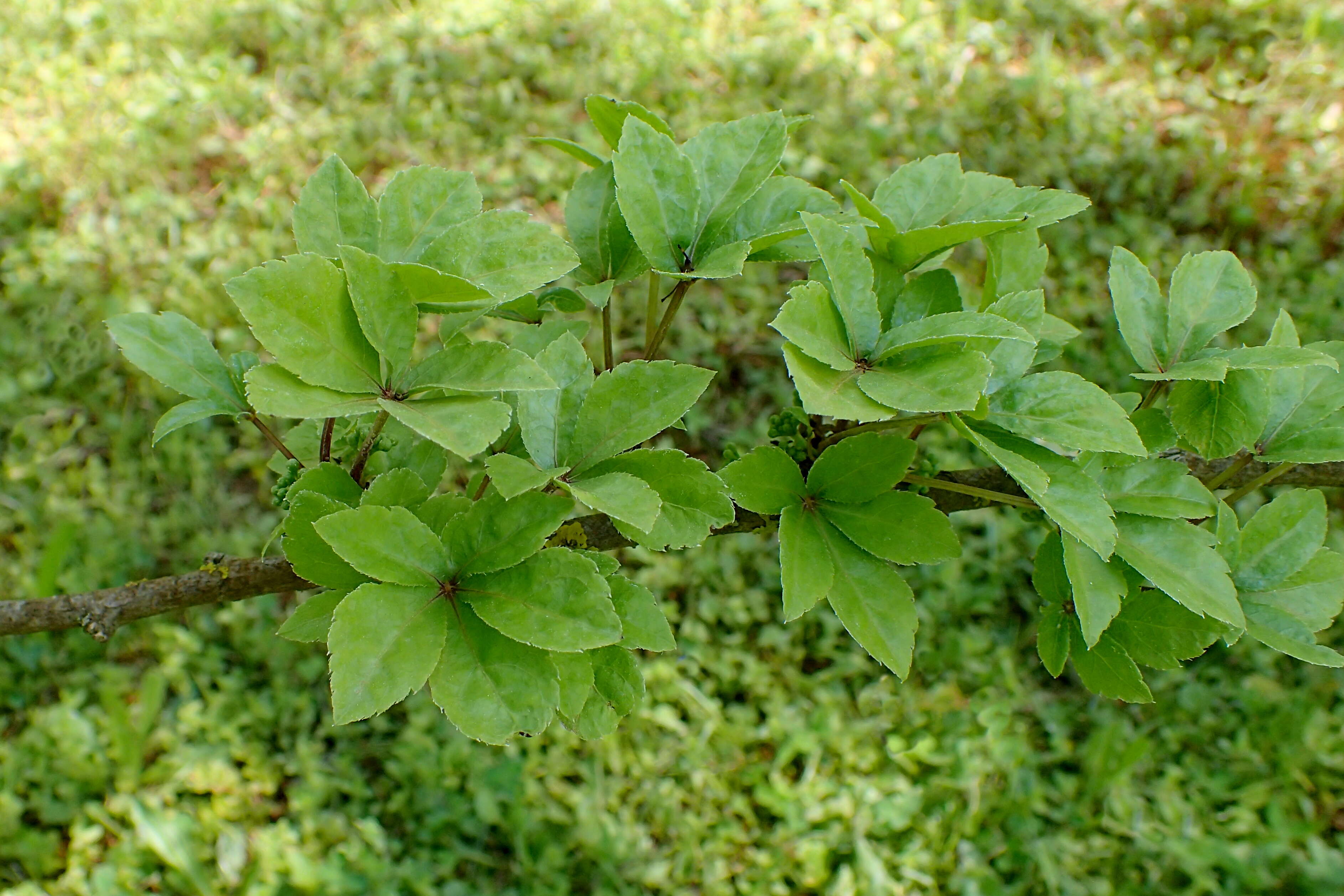 Image of Eleutherococcus nodiflorus (Dunn) S. Y. Hu