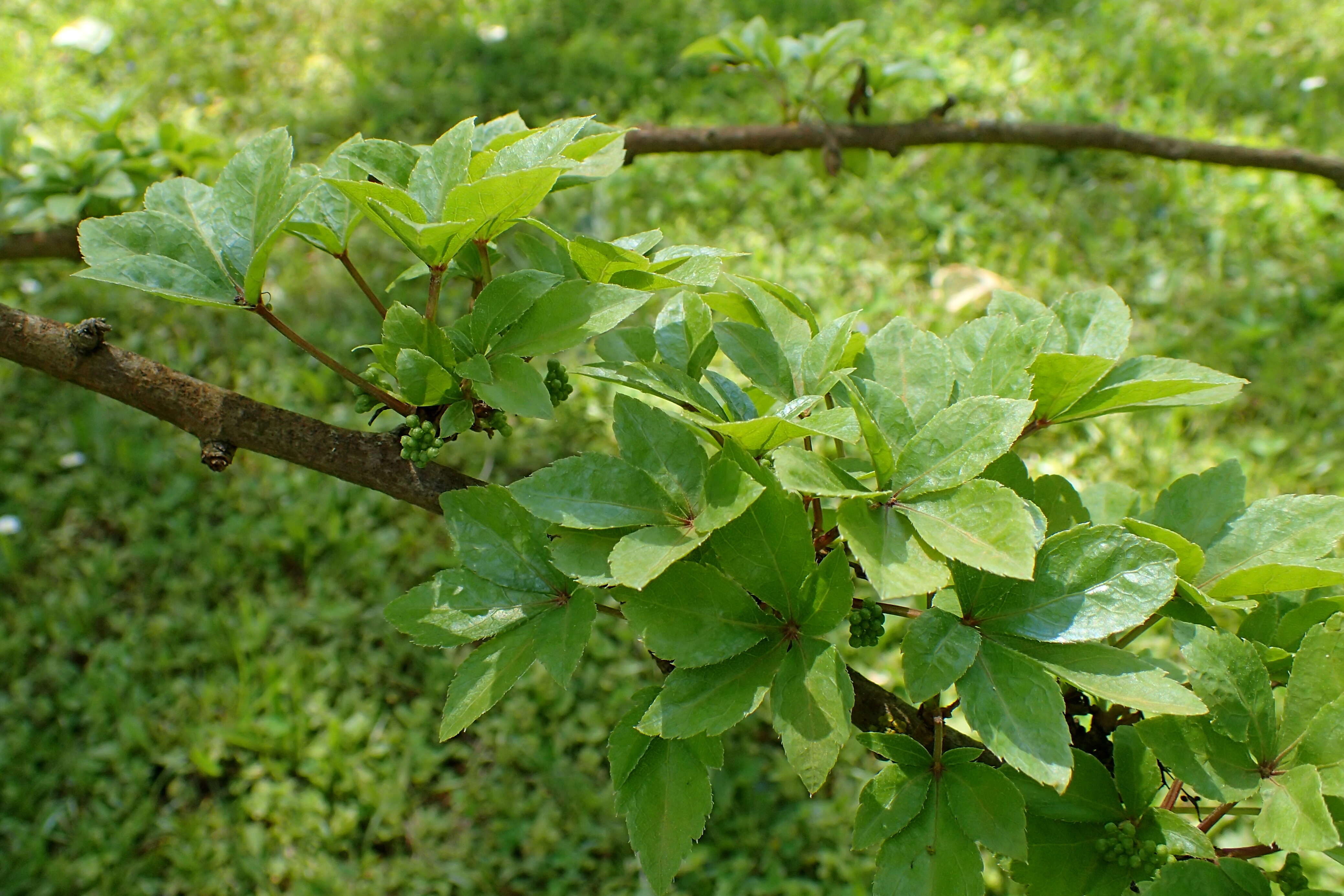 Image of Eleutherococcus nodiflorus (Dunn) S. Y. Hu