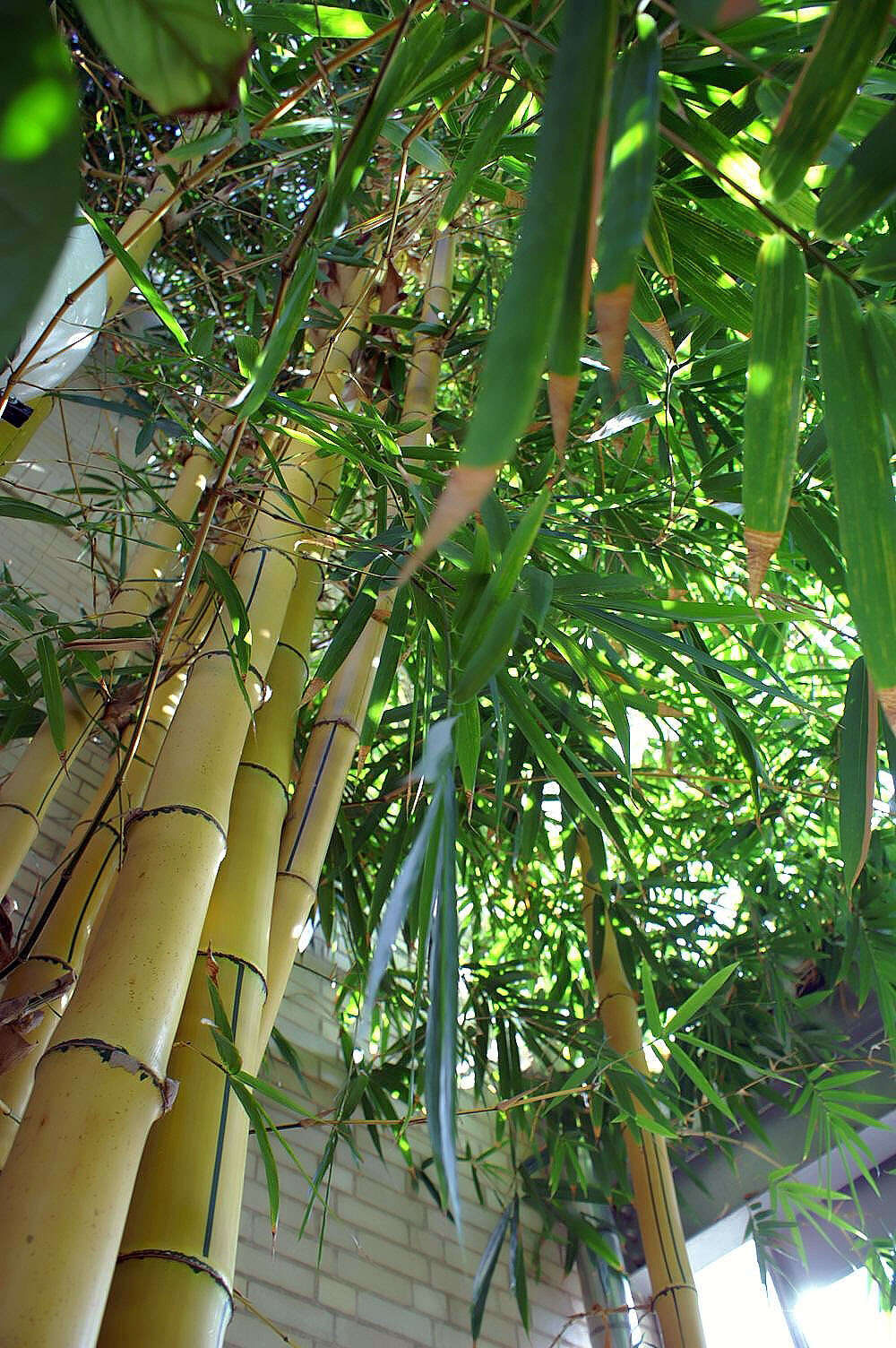 Image of common bamboo