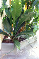 Image of Anthurium eggersii Engl.