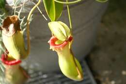 Image of Nepenthes burkei Mast.