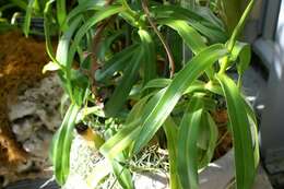 Image of Nepenthes burkei Mast.