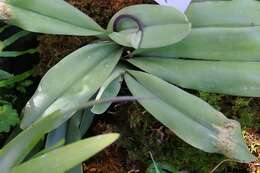 Sivun Paphiopedilum glaucophyllum J. J. Sm. kuva