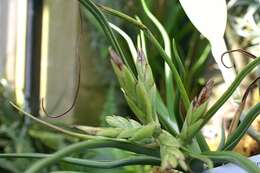 Image of Tillandsia tectorum É. Morren