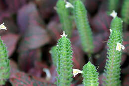 Fittonia albivenis (Lindl. ex Veitch) R. K. Brummitt resmi