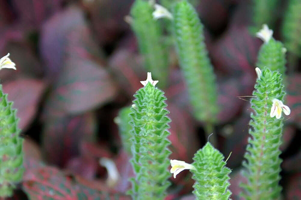 صورة Fittonia albivenis (Lindl. ex Veitch) R. K. Brummitt