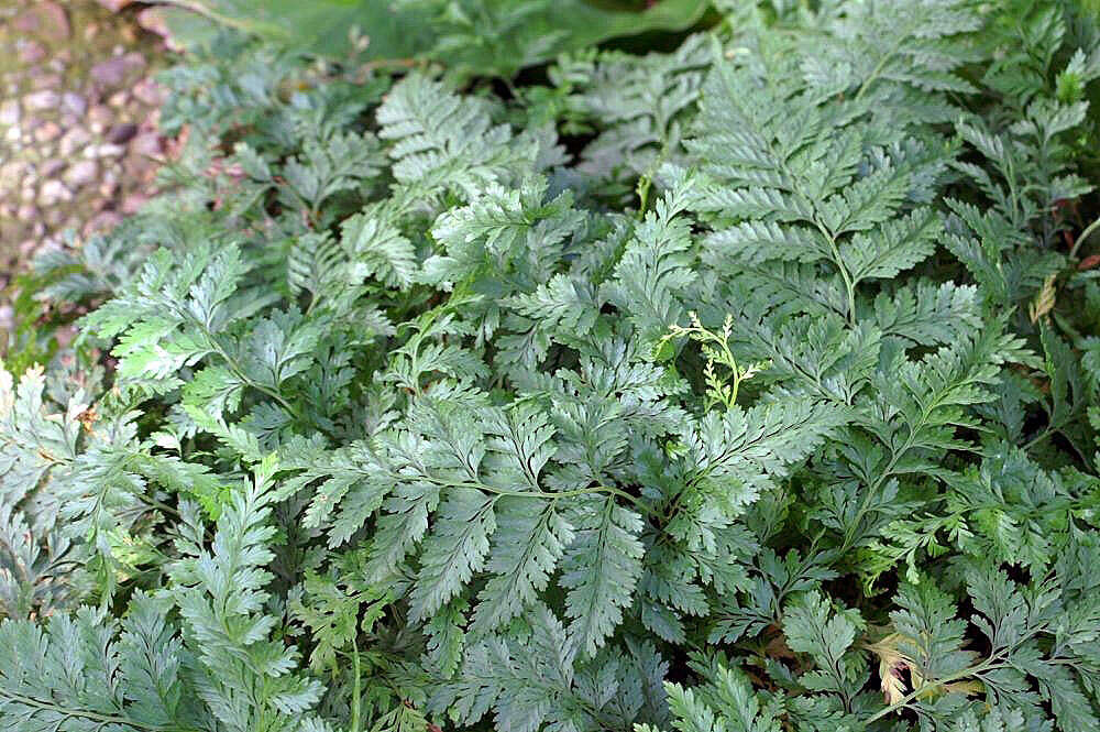 Image of Lacy hare’s-foot fern