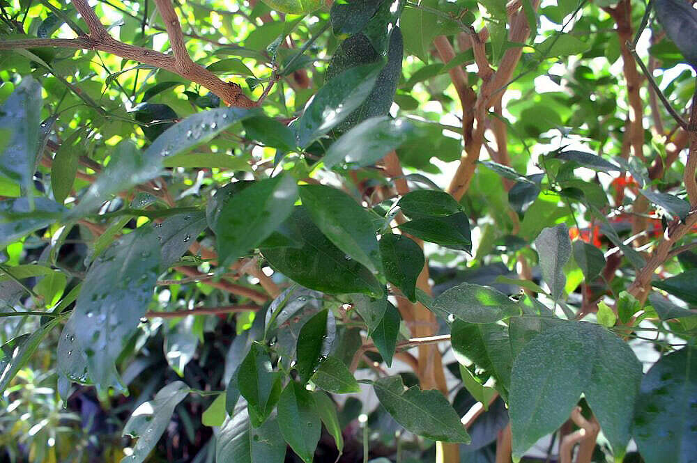 Image of Citrus reticulata