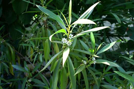 Myoporum sandwicense (A. DC.) Gray resmi