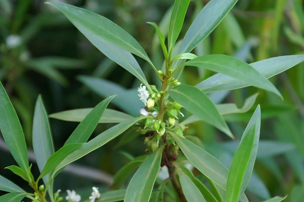 Myoporum sandwicense (A. DC.) Gray resmi