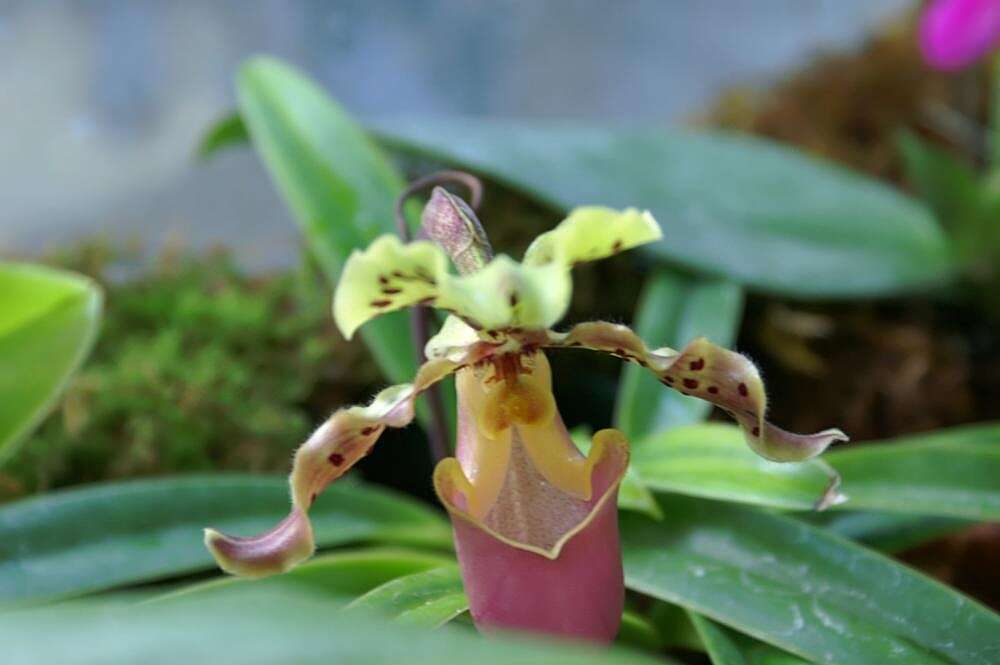 Слика од Paphiopedilum henryanum Braem