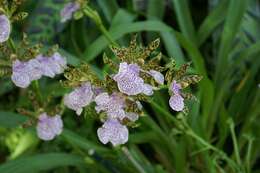 Image de Zygopetalum maculatum (Kunth) Garay