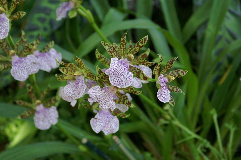 Image of Zygopetalum maculatum (Kunth) Garay