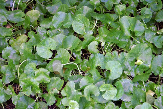 Слика од Centella asiatica (L.) Urb.