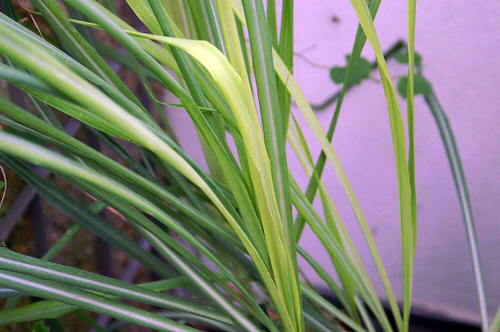 Image of lemon grass