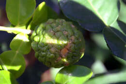 Image of Kaffir Lime