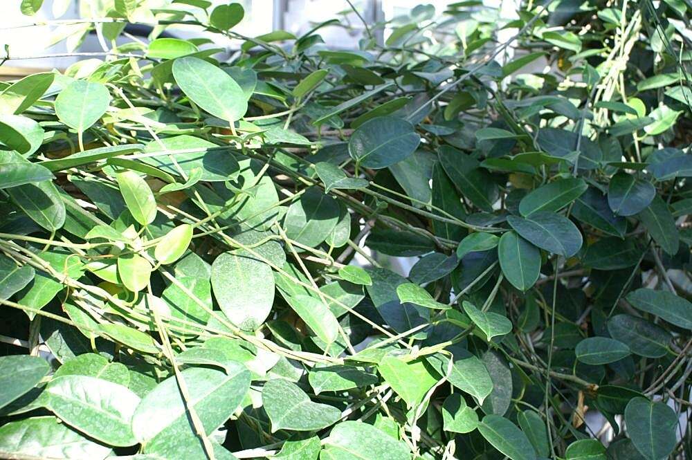 Image of Stephanotis floribunda Brongn.