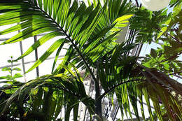 Image of betel palm