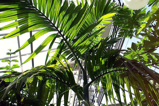 Image of betel palm