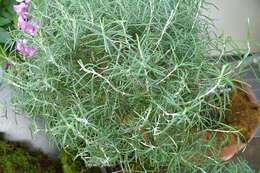 Image of Rosemary