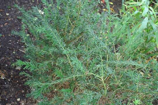 Image of Taxus wallichiana