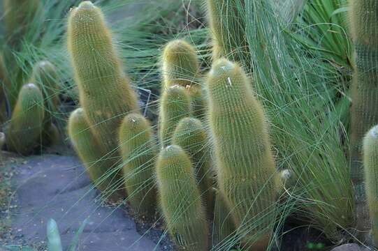 Image of Parodia lenninghausii (F. Haage) F. H. Brandt ex Eggli & Hofacker