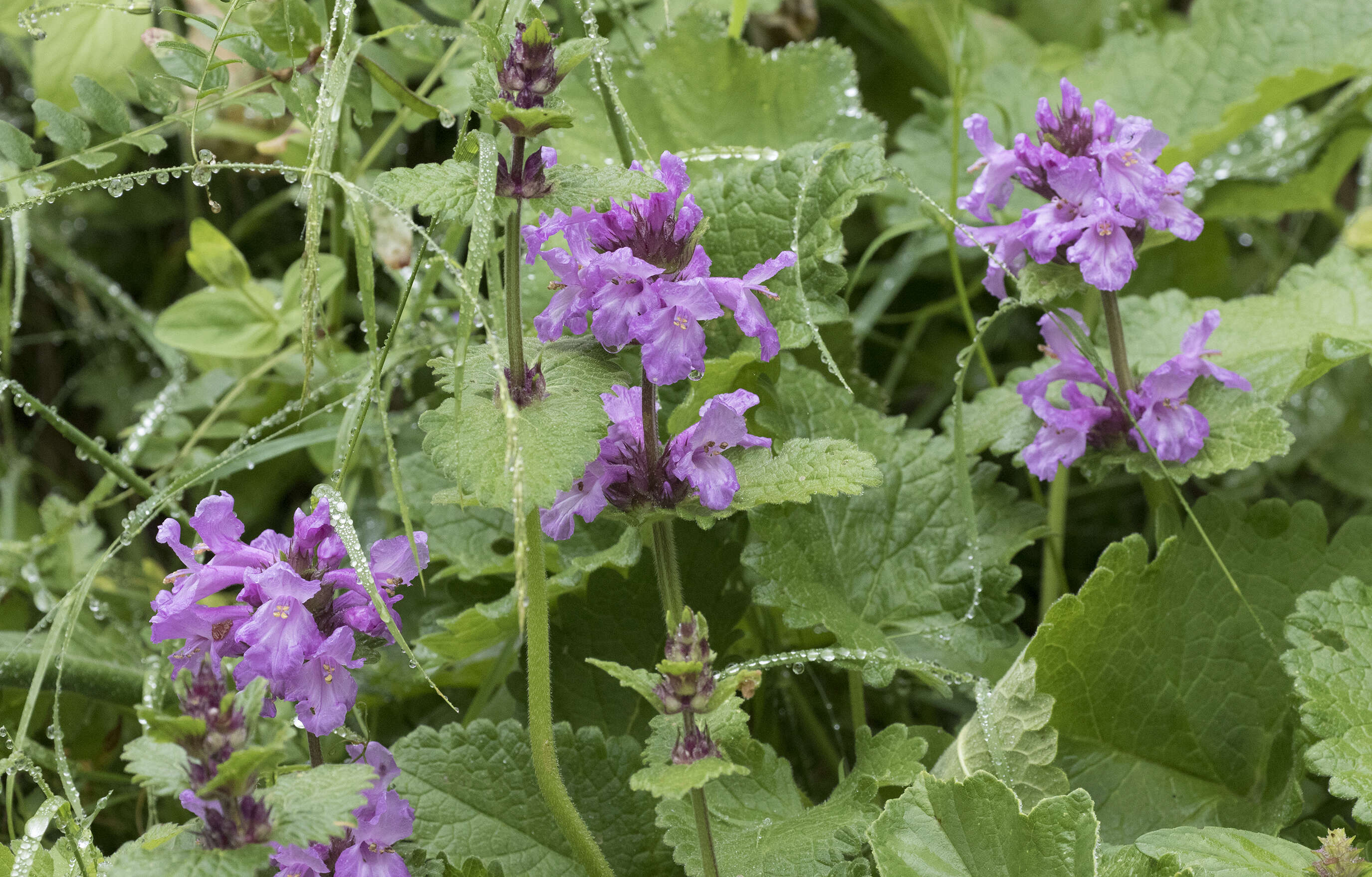 Image de Betonica macrantha K. Koch