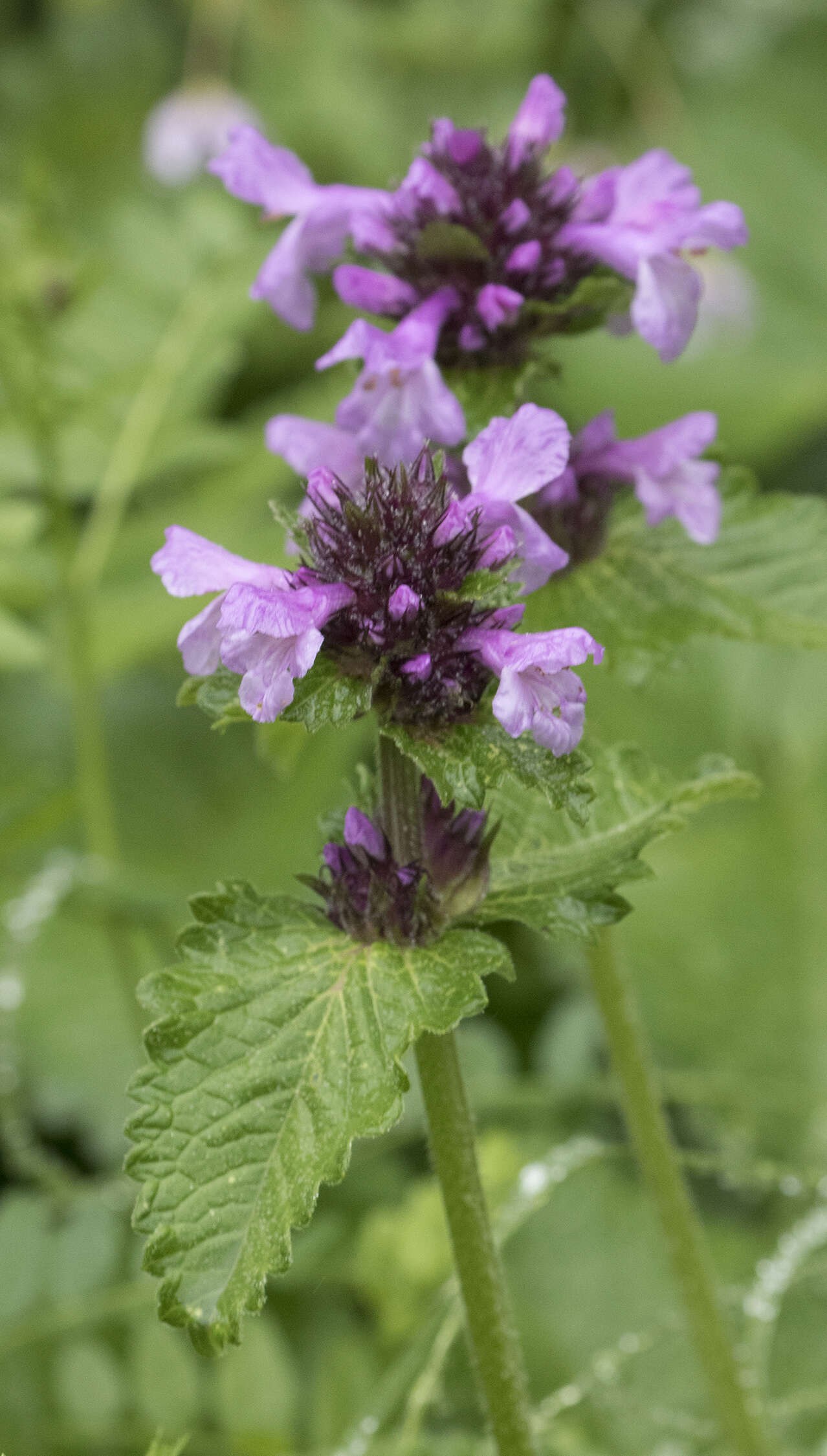 Image de Betonica macrantha K. Koch