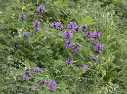 Image de Betonica macrantha K. Koch