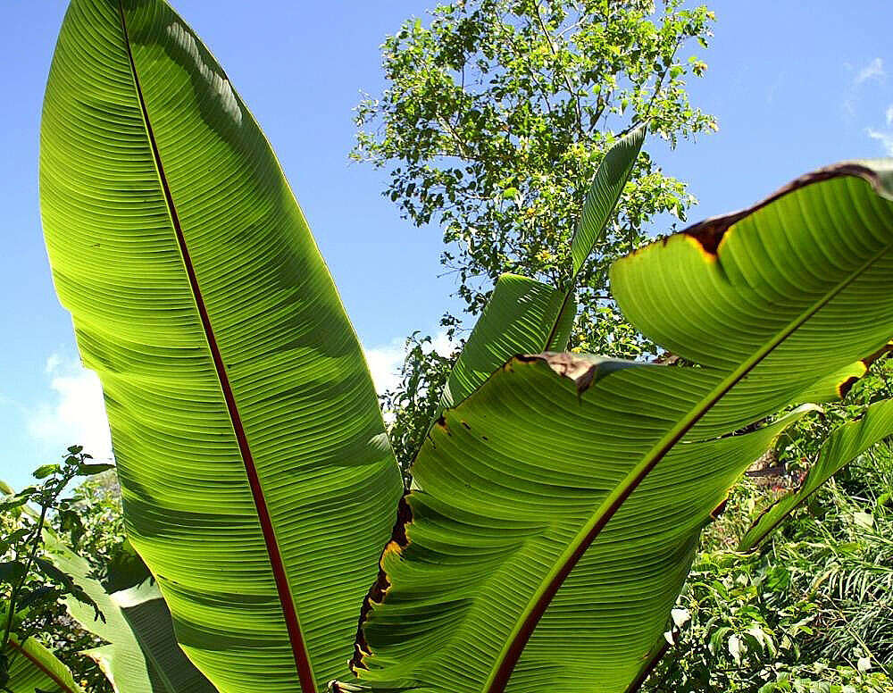 Imagem de Ensete ventricosum (Welw.) Cheesman