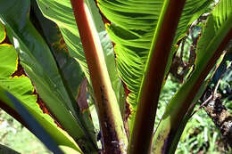 Imagem de Ensete ventricosum (Welw.) Cheesman