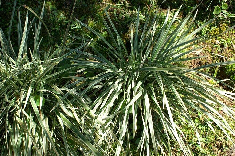 Image of Big blue lilyturf'