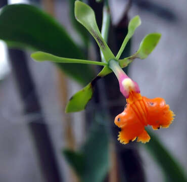 Image of False Epidendrum Epidendrum