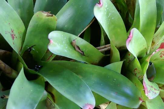 Image of Neoregelia cruenta (Graham) L. B. Sm.